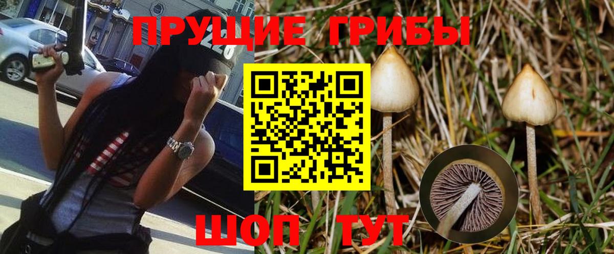 Галлюциногенные грибы Psilocybine cubensis Урюпинск
